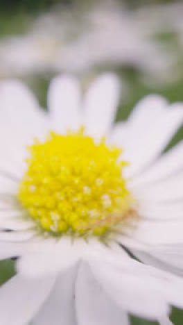 Vertical-Video-Close-Up-Of-Field-With-Daisies-Growing-In-UK-Countryside